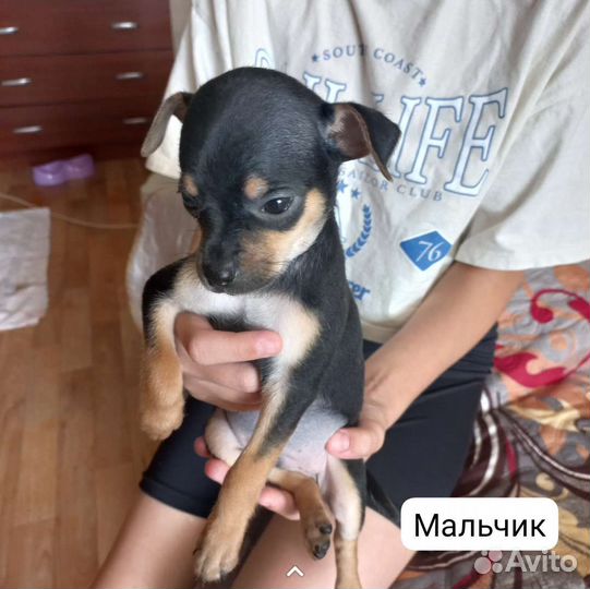 Мини той-терьер щенки