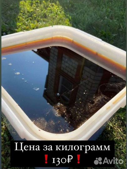 Мед оптом с Алтая от 0.5 Тонн