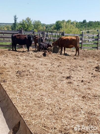 Коровы и бычки