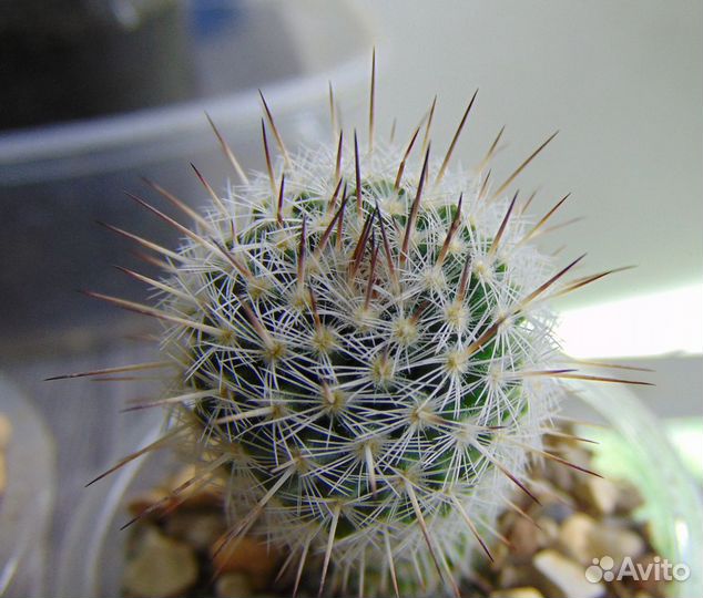 Кактусы маммилярии