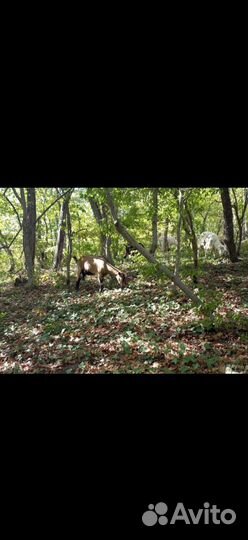 Натуральное козе молоко