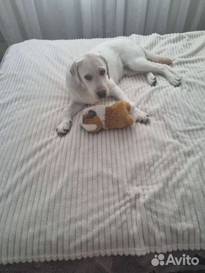 Продам лабрадора