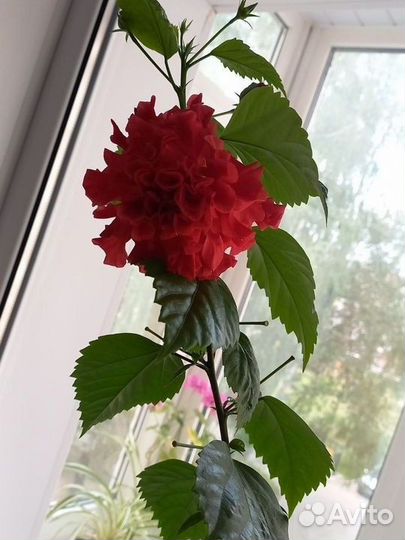 Комнатные цветы