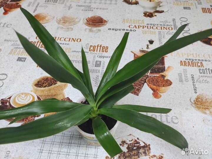 Комнатные растения и цветы