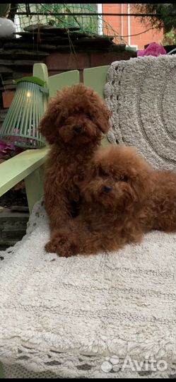 Тикап тедди пудель