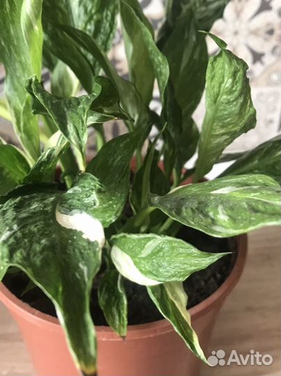 Спатифиллум Джемини