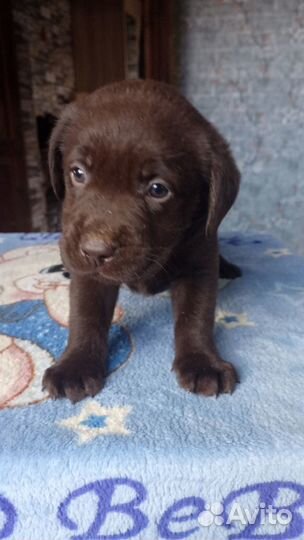 Лабрадор щенки