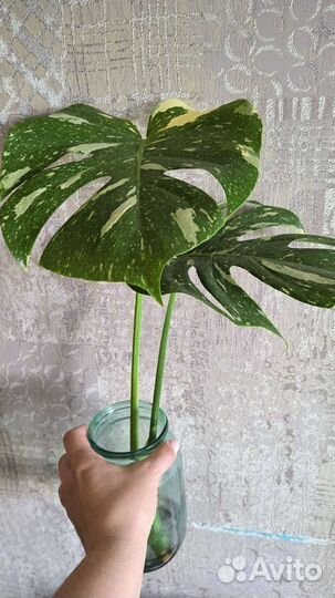 Монстера тайское созвездие