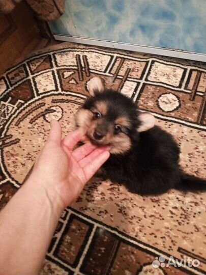 Милашки щенки шпица