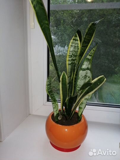 Сансевиерия сортовая