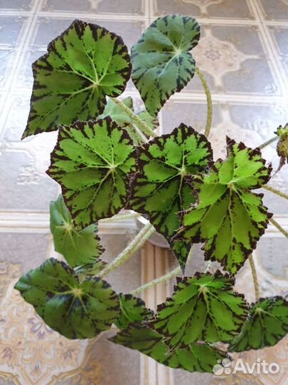 Бегония декоративнолистовая