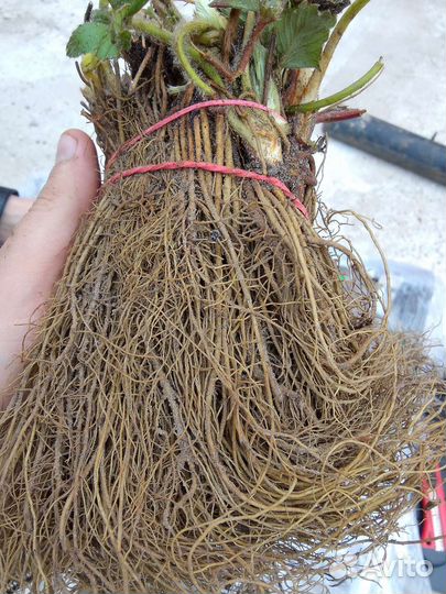 Рассада ремонтантной клубники Кабрилло Мурано