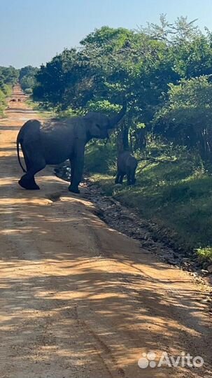 Отзыв о Шри-Ланке