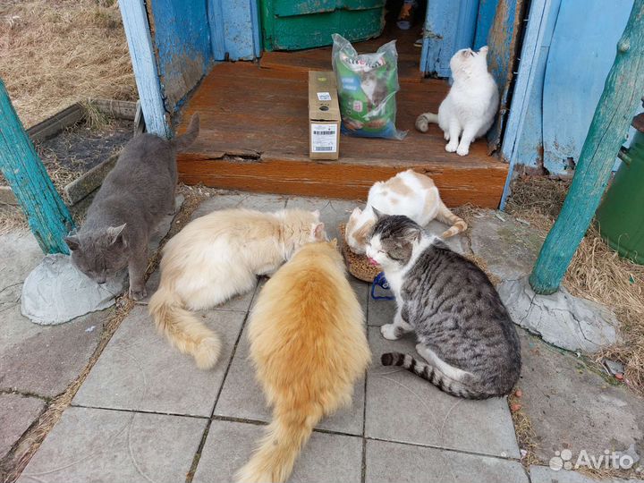 Котам и Кошкам