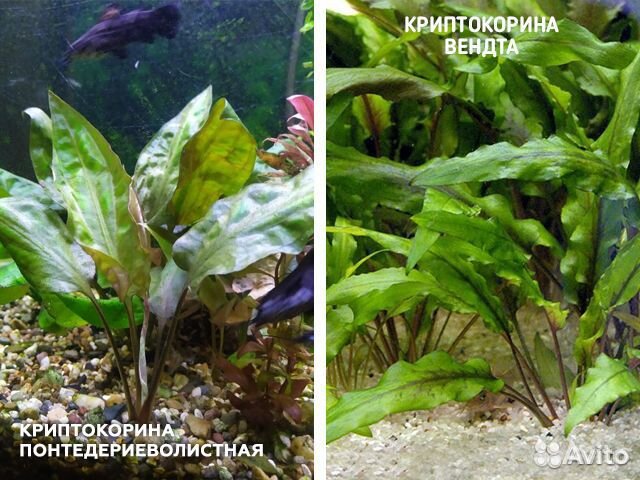 Аквариумные растения