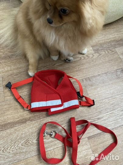 Поводок и намордник для мелких собак