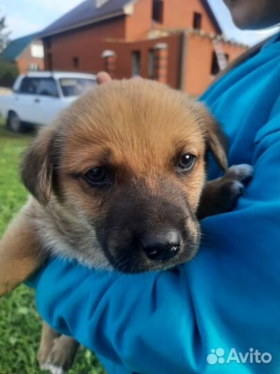 Щенки бесплатно