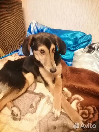 Отдам в добрые руки