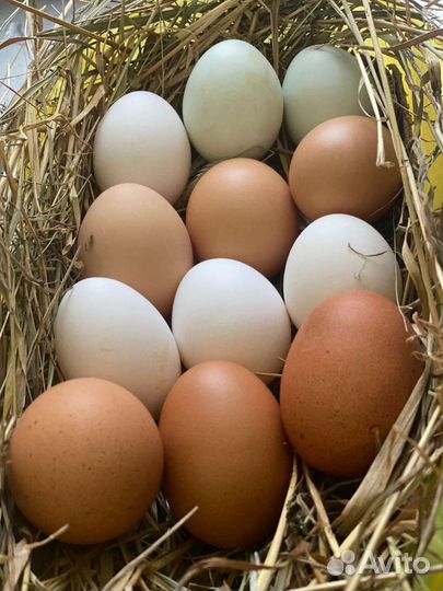 Инкубационное яйцо куриное Легорн и Чёрная Москов