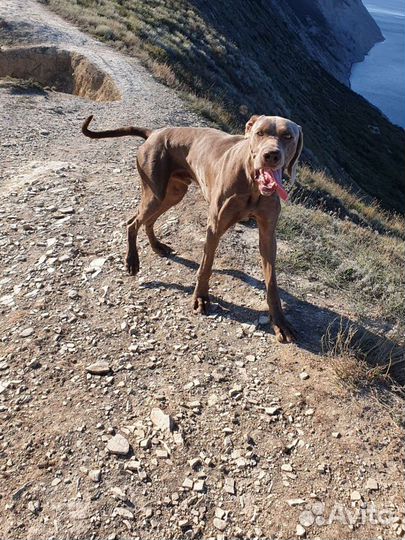 Веймаранер вязка