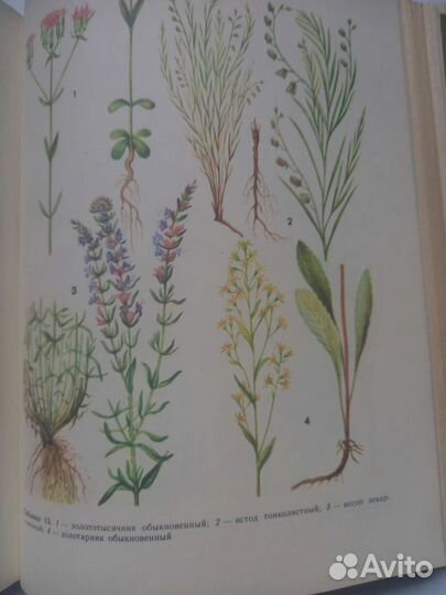 Книги о лекарственных растениях