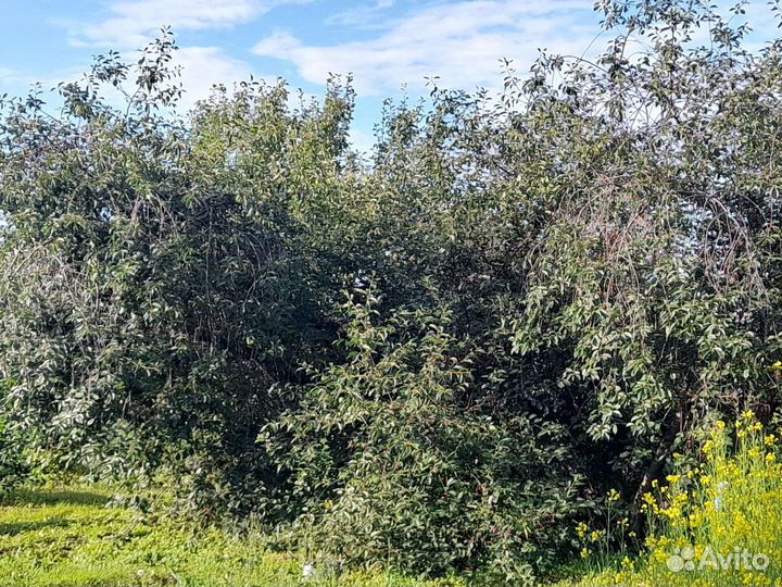 Вишня, крыжовник