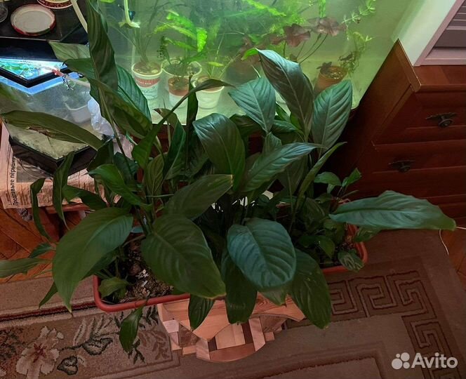 Спатифиллум