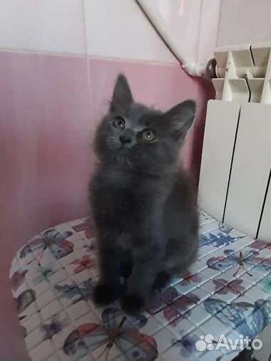 Кошка