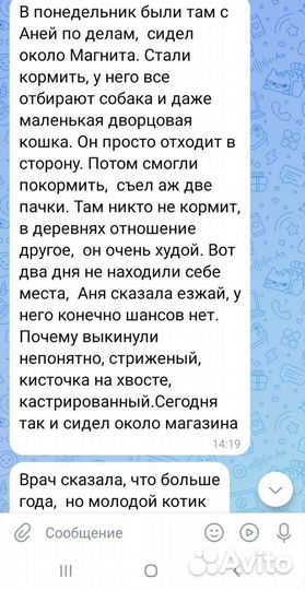 Найден кот мальчик