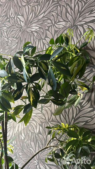 Растение шеффлера