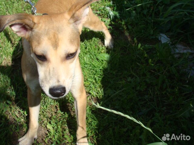 В добрые руки