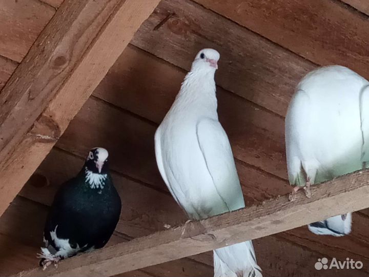 Продажа голубей на свадьбу. Жёлтый павлин самец