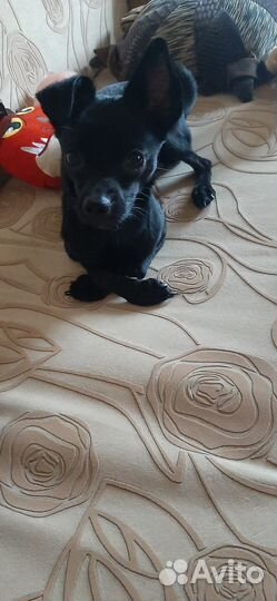 Продается собака