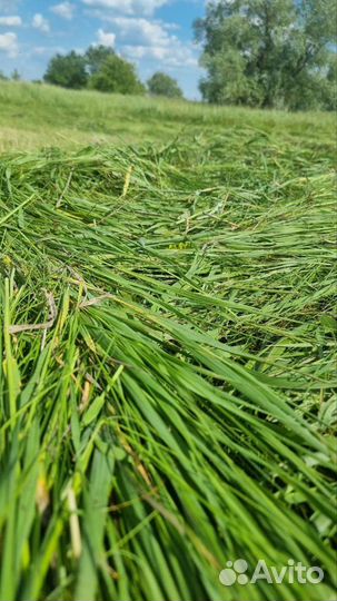 Сено в тюках