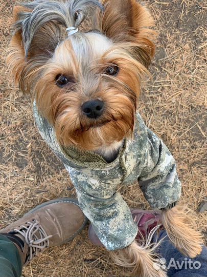 Йоркширский терьер вязка случка (развязанный)