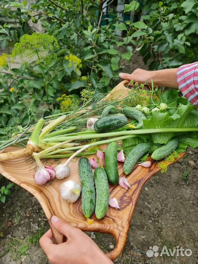 Посуда для баров, ресторанов, кафе, фотосессиий