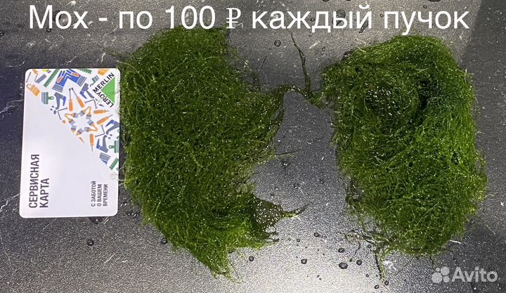 Аквариумные растения: роголистник, пистия, мох