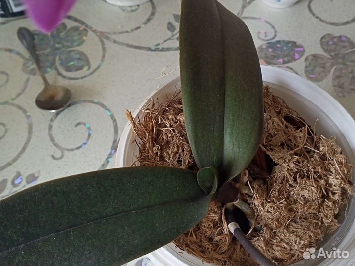 Орхидея фаленопсис