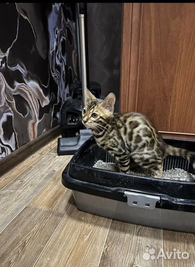 Бенгальская