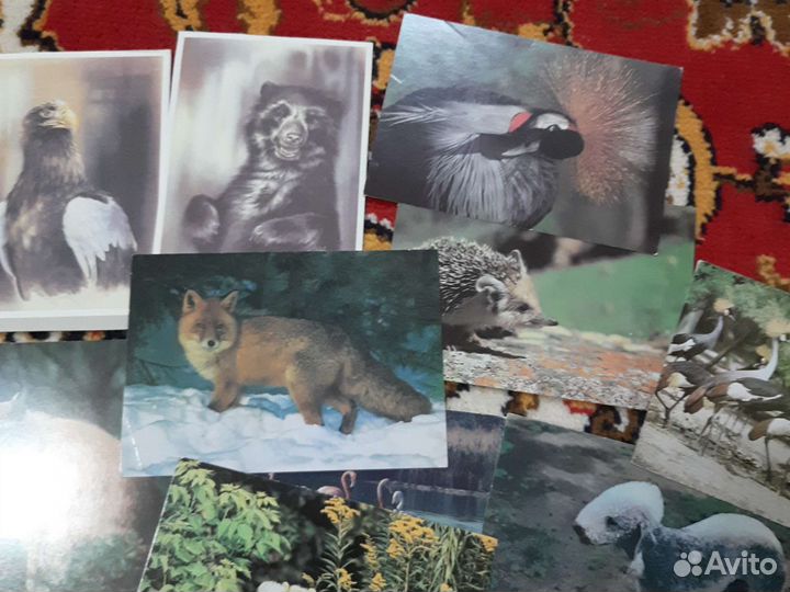 Открытки животные СССР