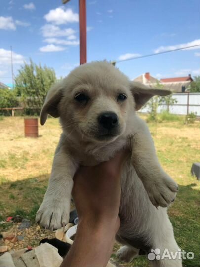 Щенок в добрые руки