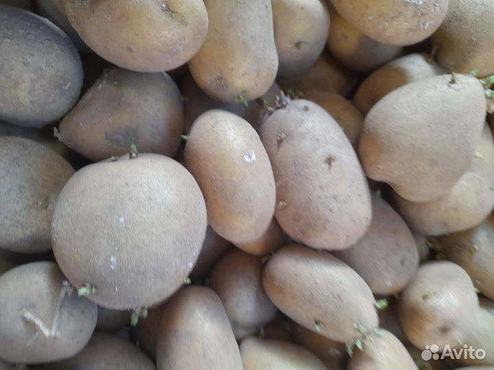 Свекла кормовая, картофель на еду