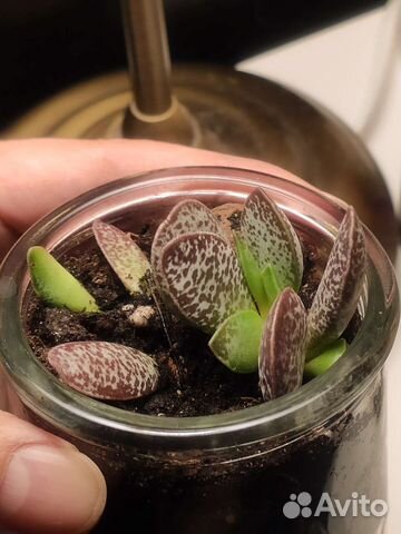 Домашние цветы: пеперомии, каллизия