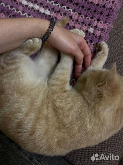Котенок в добрые руки