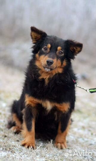 Собака в добрые руки отдам бесплатно