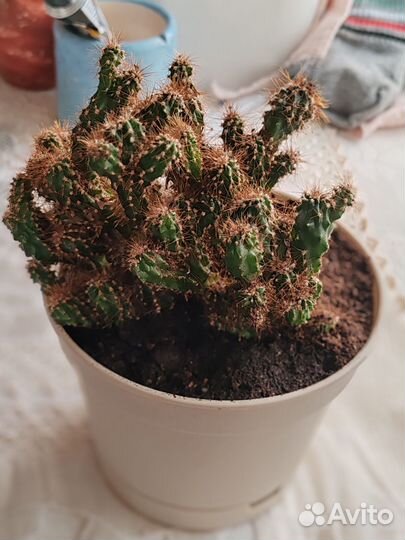 Кактус