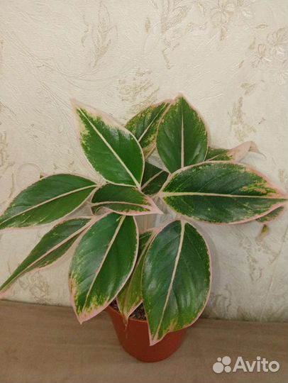 Аглаогемы разные