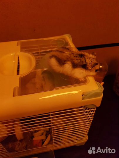 Джунгарский хомяк