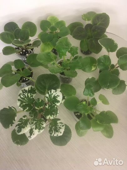 Фиалка набор