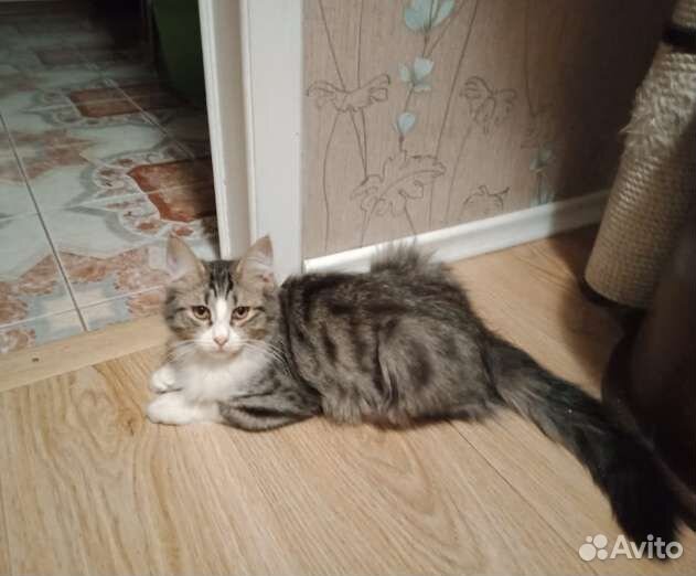 Котенок в добрые руки